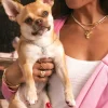 Charm Chihuahua